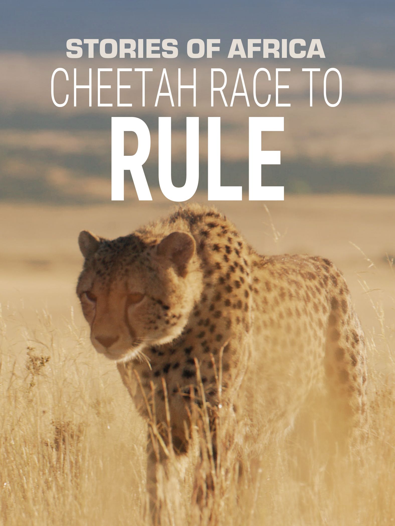 Stories of Africa: Cheetah Race to Rule