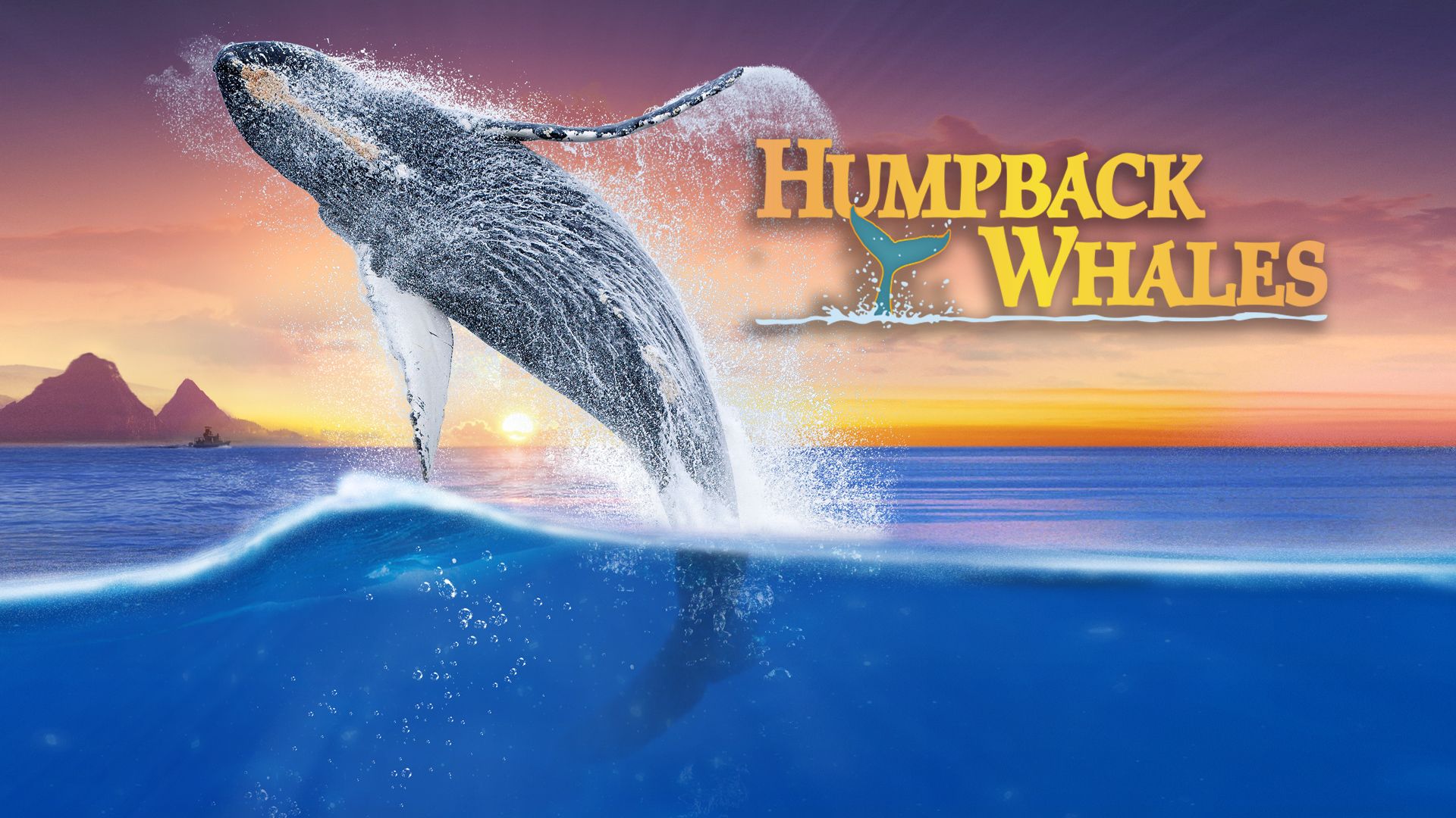 Humpback Whales