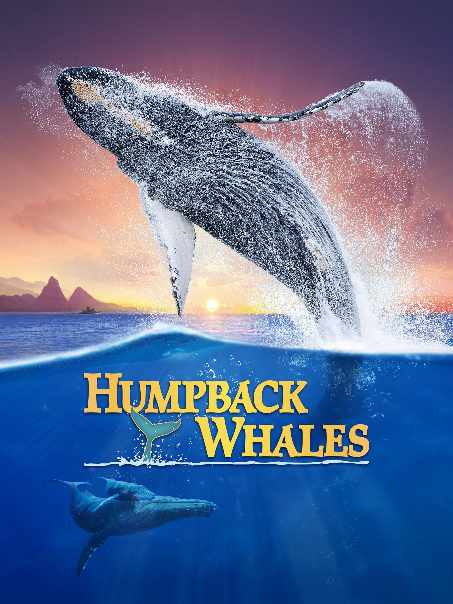 Humpback Whales