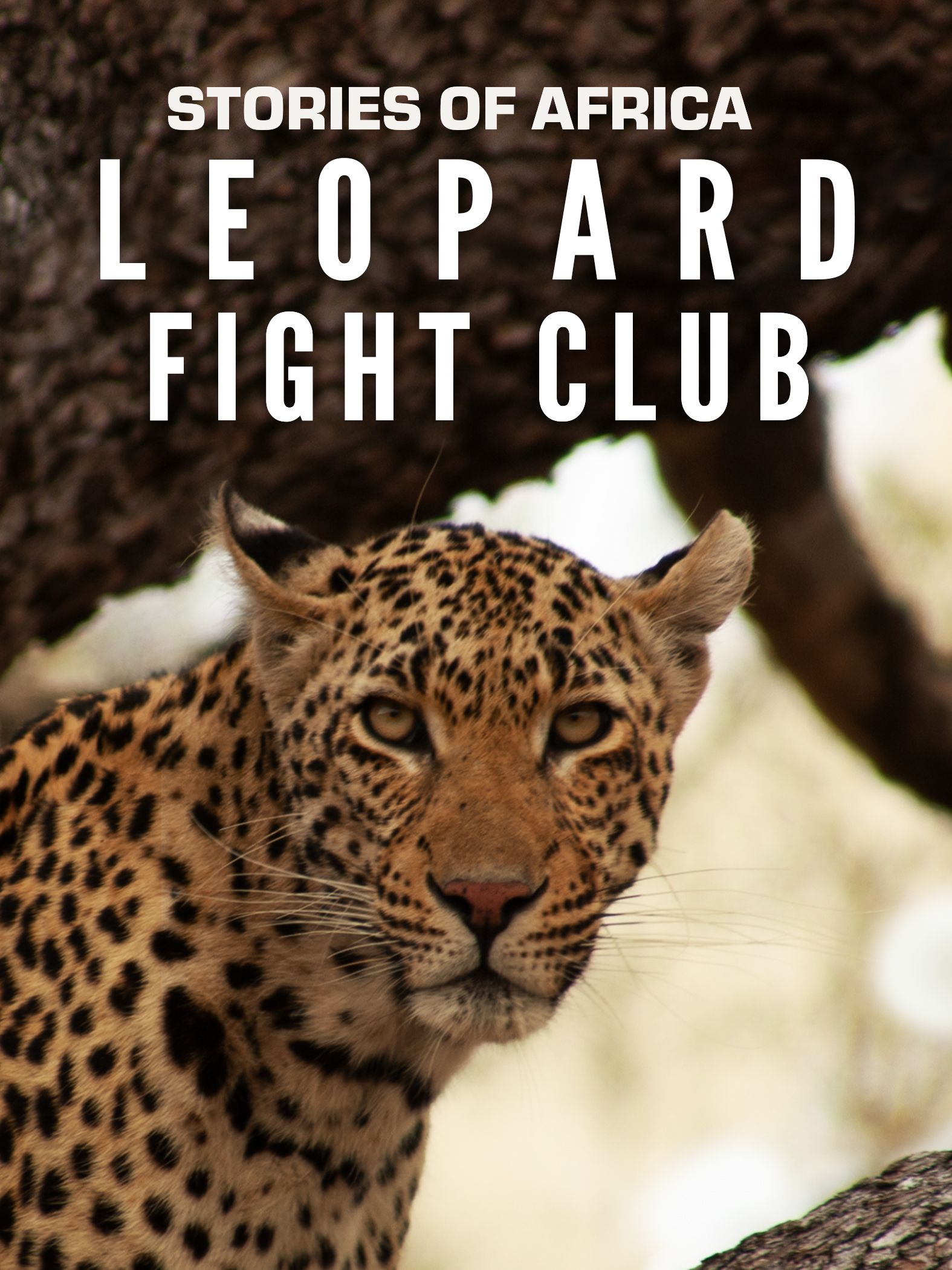 Stories of Africa: Leopard Fight Club