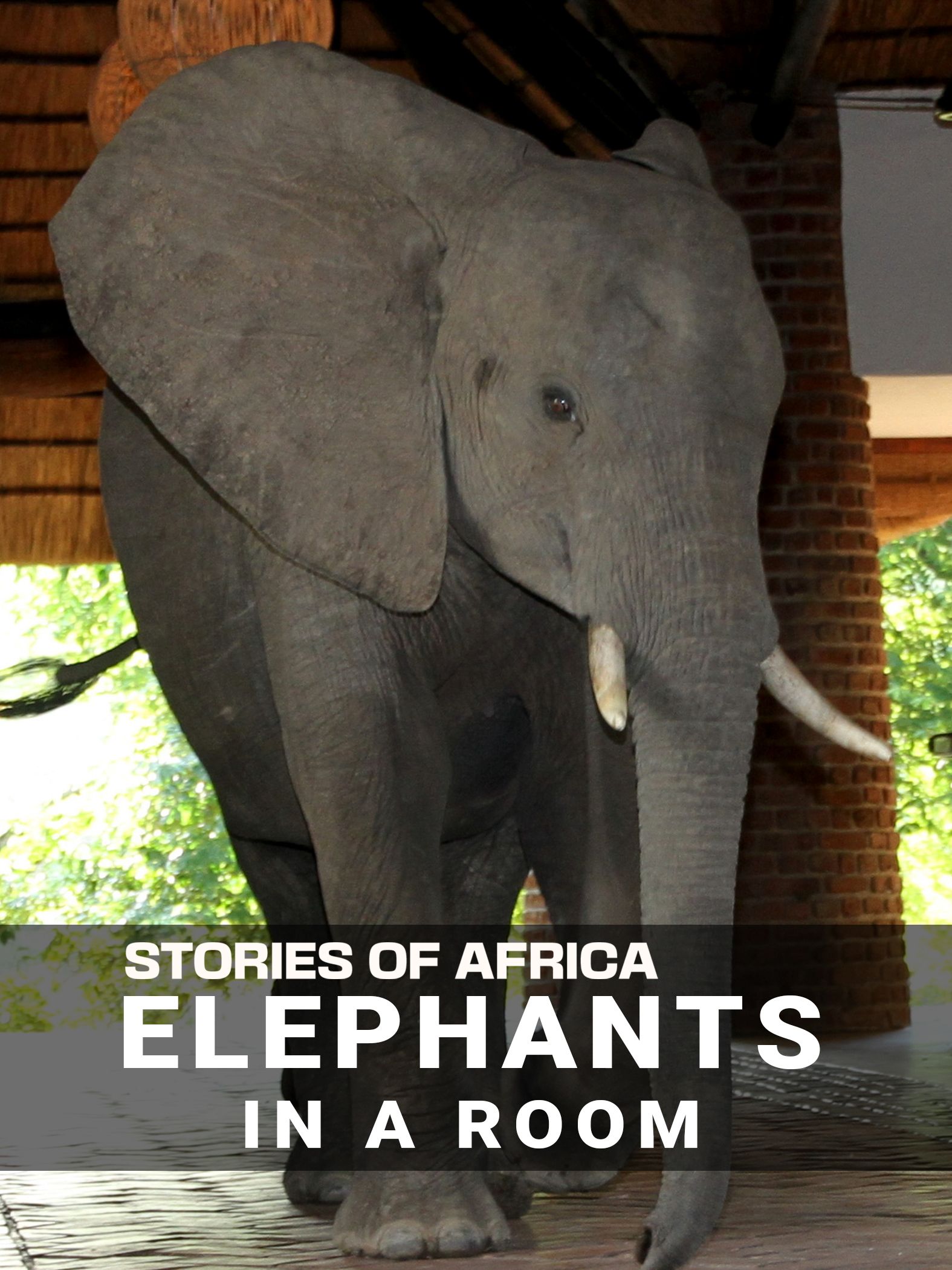 Stories of Africa: Elephants in the Room