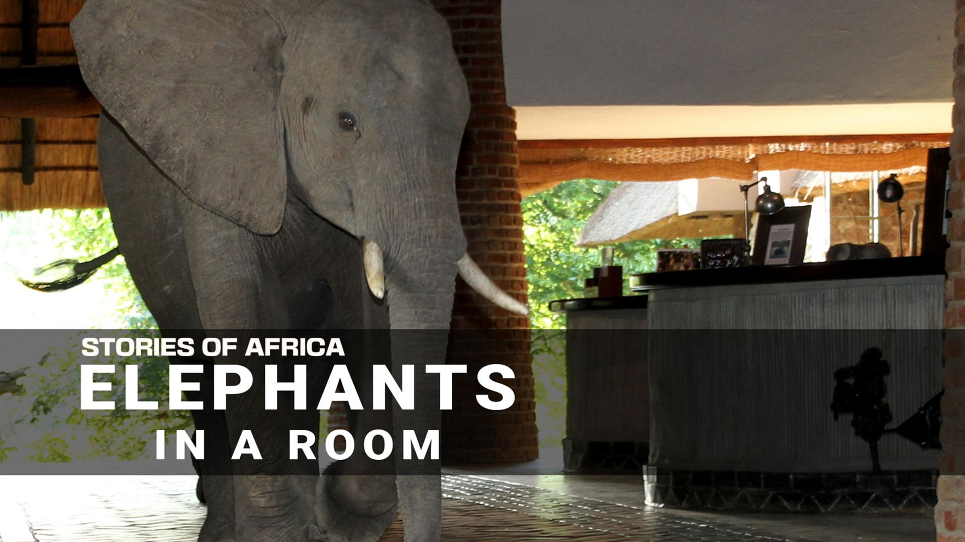 Stories of Africa: Elephants in the Room