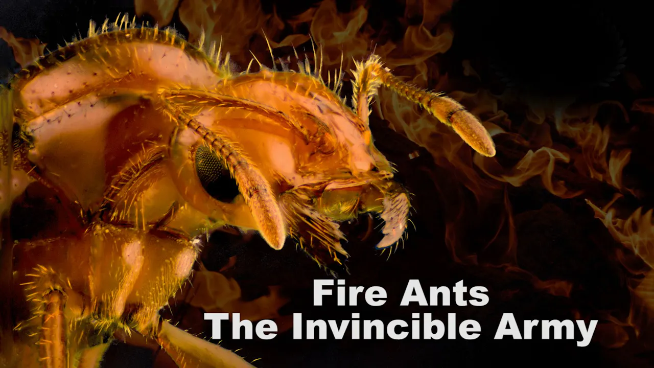 Fire Ants: The Invincible Army - Movies Plus