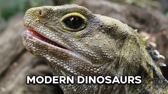 Modern Dinosaurs - Trailer