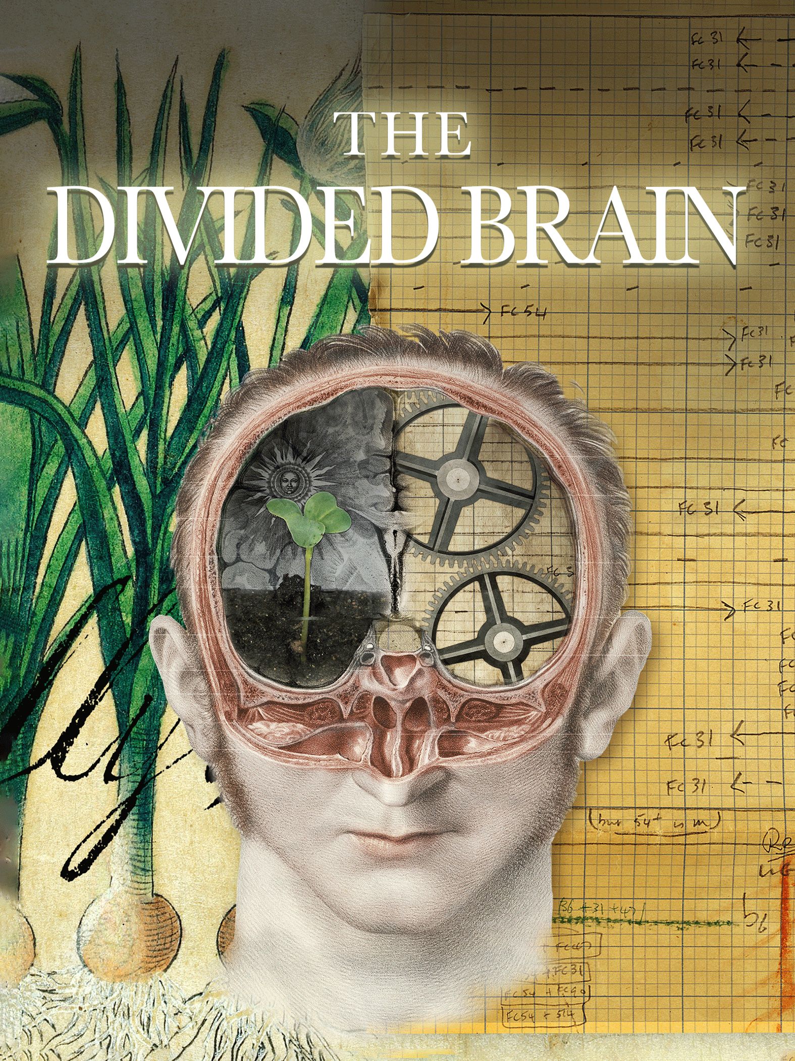 The Divided Brain