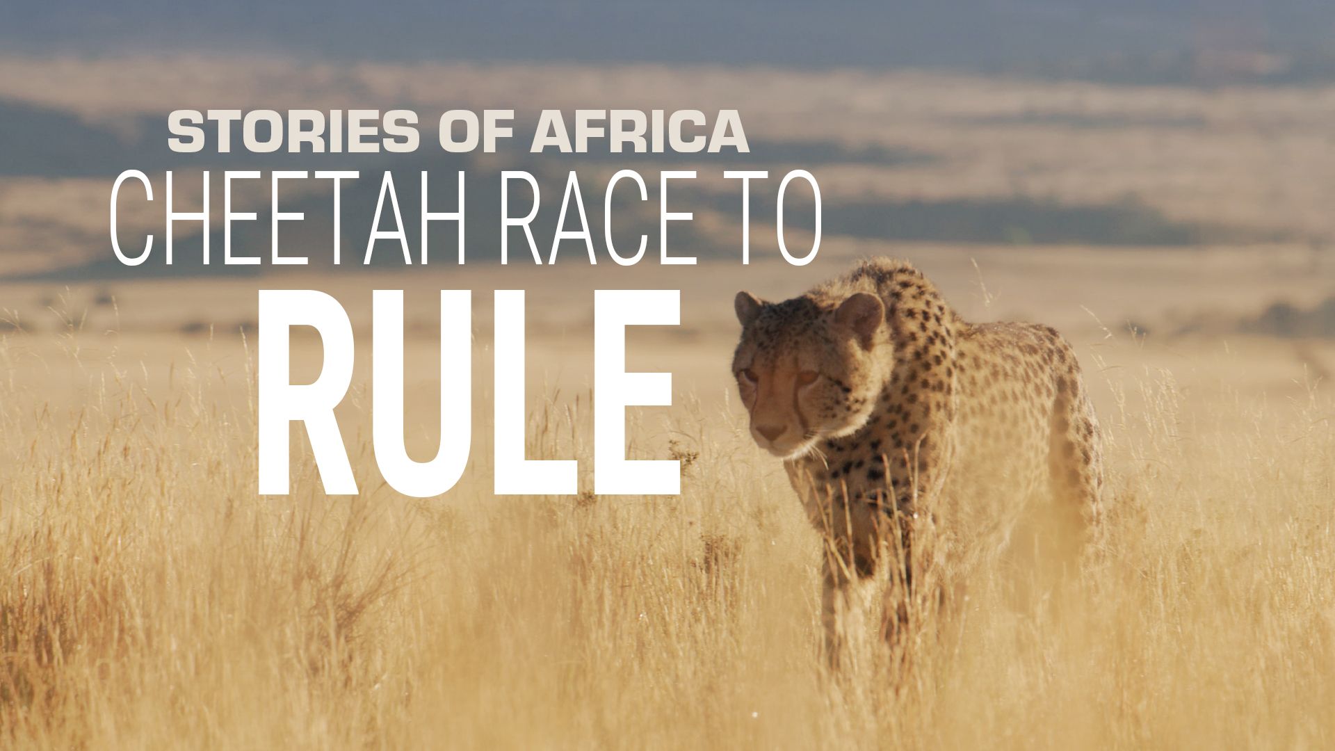 Stories of Africa: Cheetah Race to Rule