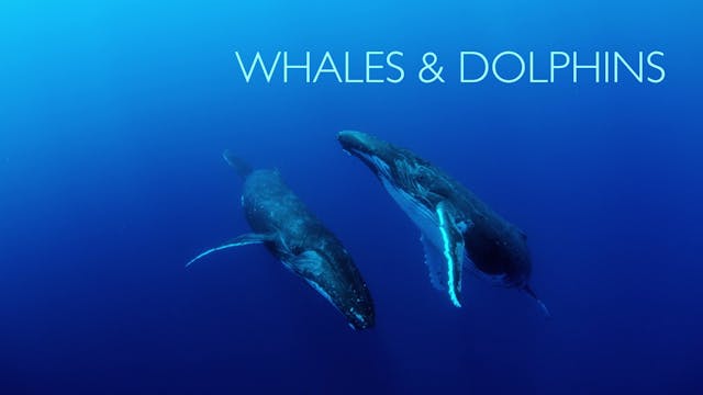 Moving Art: Season 2: Whales & Dolphins