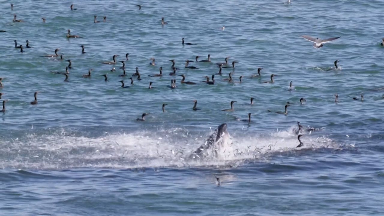 Moving Art Season 2 Trailer with graphics Moving Art Volume 2