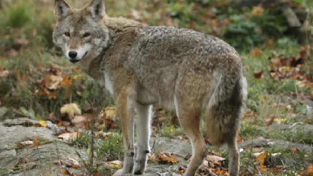 Nehiyawetan | Let's Speak Cree: Coyotes in the...