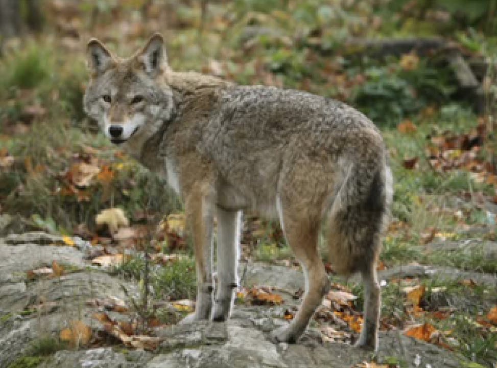 Nehiyawetan | Let's Speak Cree: Coyotes in the...
