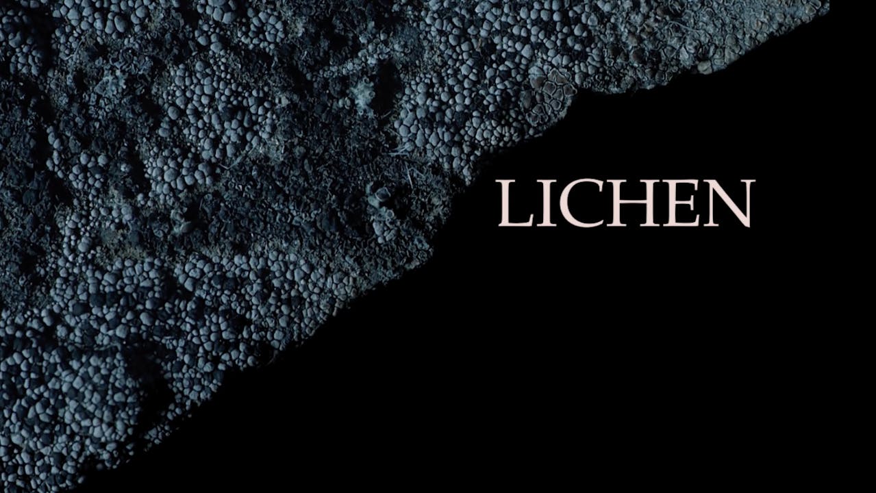 Lichen