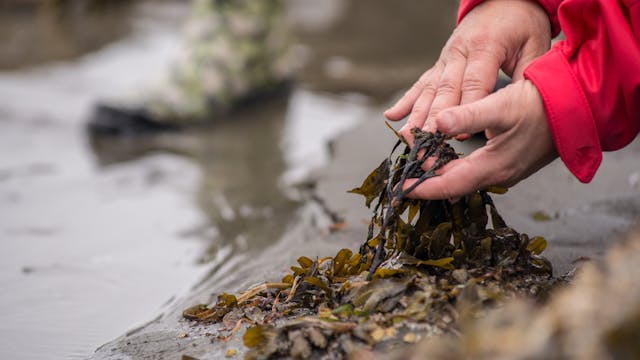 SAMAQAN: Edible Seaweeds: What the fucus?