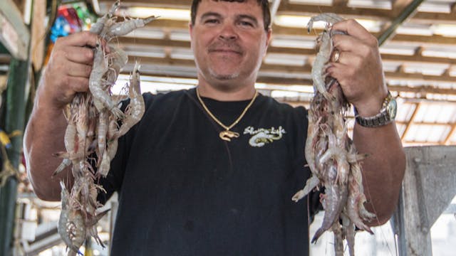 SAMAQAN: Gulf Shrimp: 4 Years and Counting