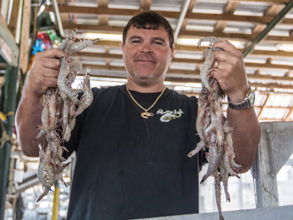 SAMAQAN: Gulf Shrimp: 4 Years and Counting