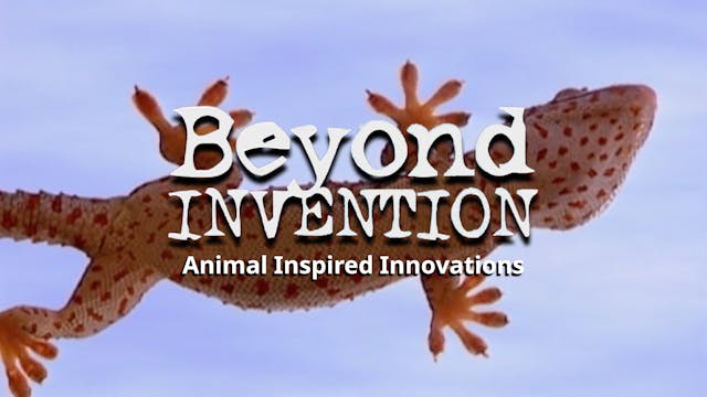 Beyond Invention: Animal Inspired Innovations