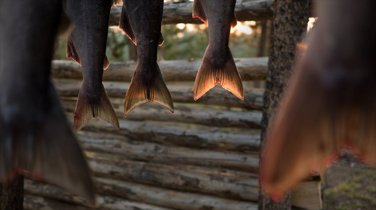 SAMAQAN: Tetzan Biny: The Disappearance of Fish...