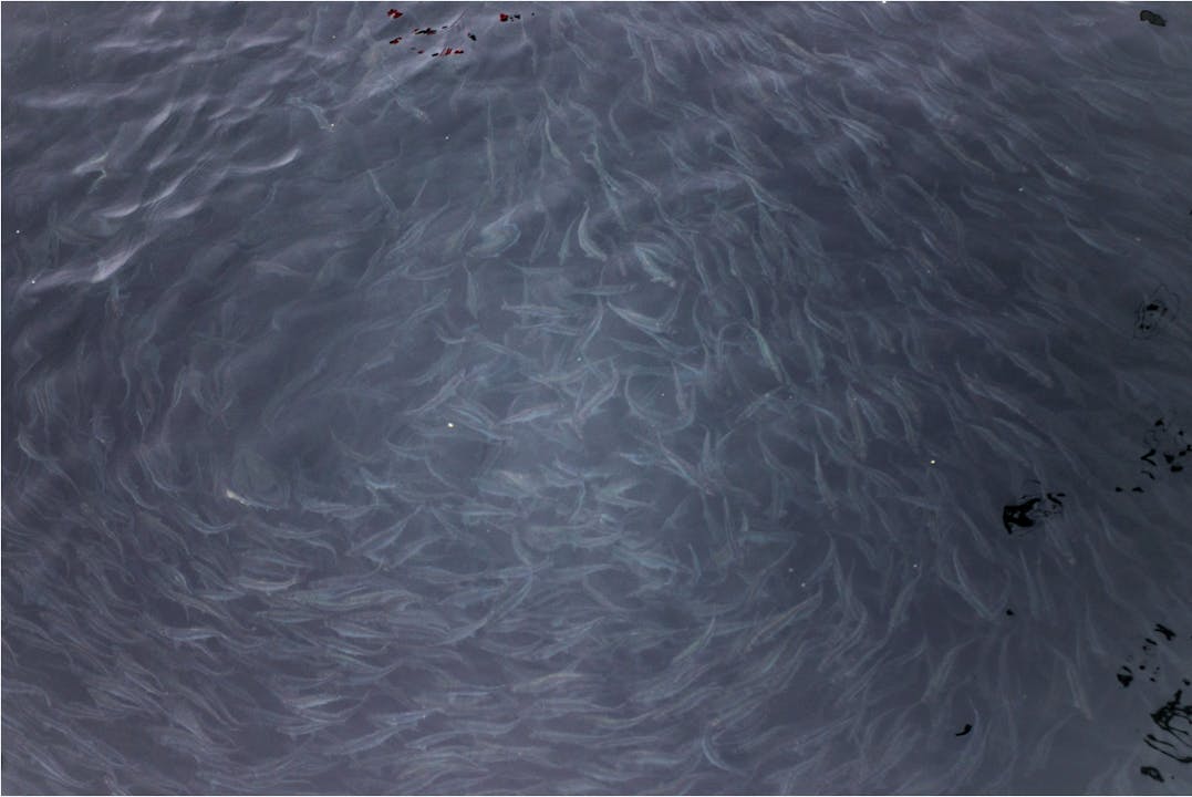 SAMAQAN: Herring Roe: Dead or Alive, Part 1