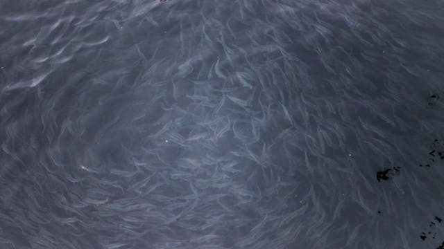 SAMAQAN: Herring Roe: Dead or Alive - Part 1