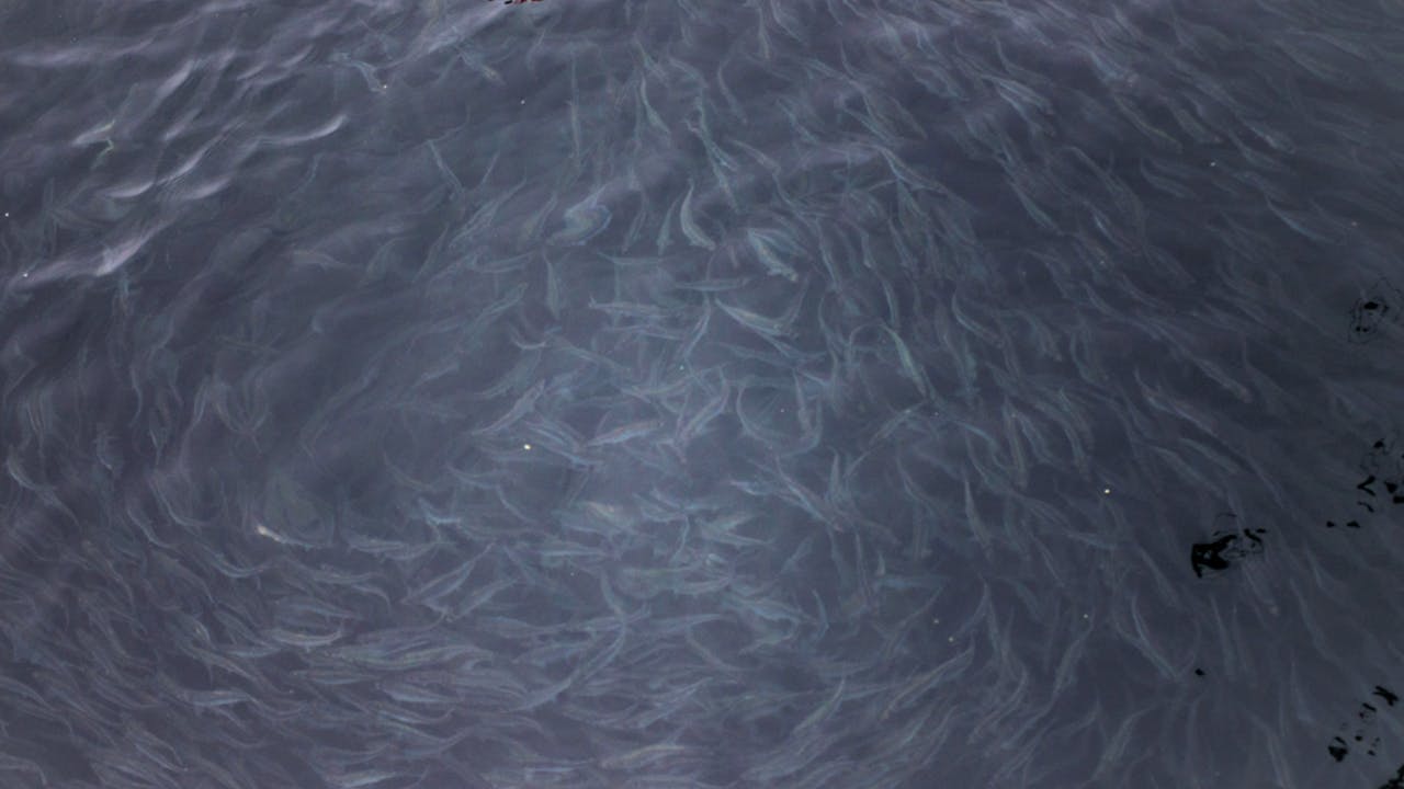 SAMAQAN: Herring Roe: Dead or Alive - Part 1