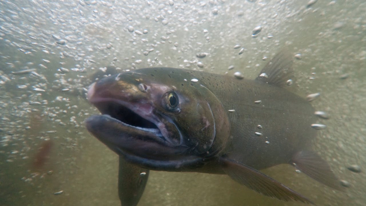 SAMAQAN: Every Year the Salmon Come Back