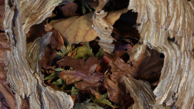 Chanterelle Rain