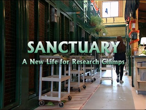 Sanctuary: A New Life For Research Chimps