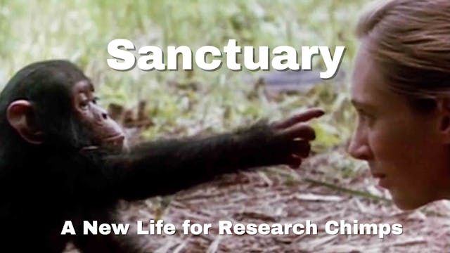 Sanctuary, A New Life for Research Chimps