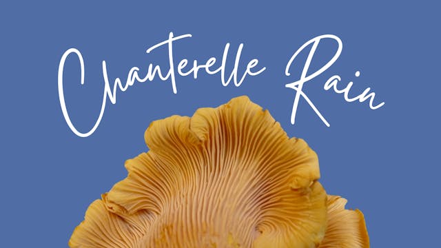 Chanterelle Rain	