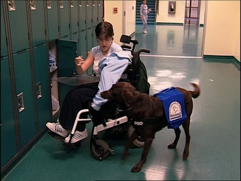 09 Healing with Animals_Seizure Dogs