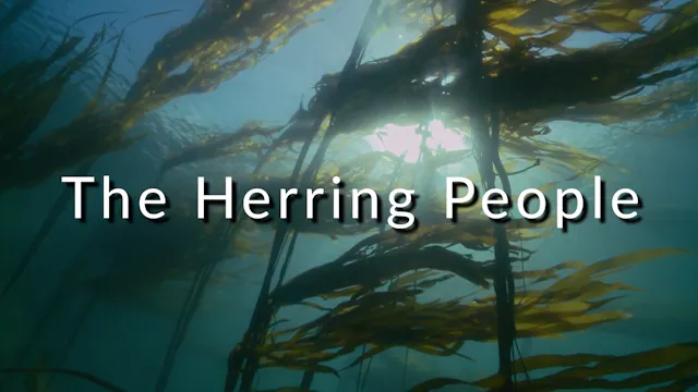 The Herring People
