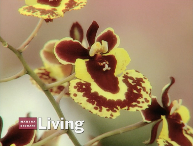 MSL Season 6 Episode 344V Author Susan Orlean and Chef Todd English