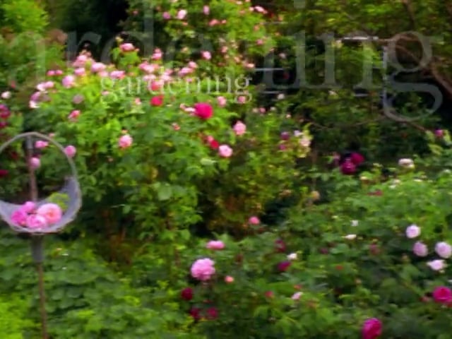 MSL Season 5 Episode 253V