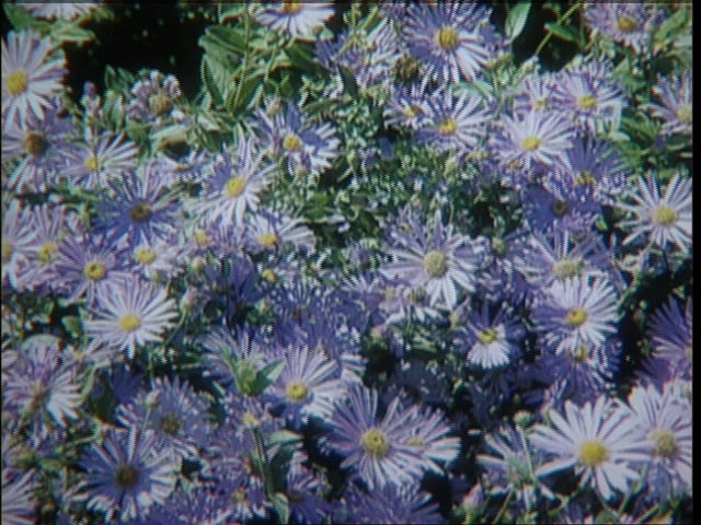 MSL Season 9 Episode 035V