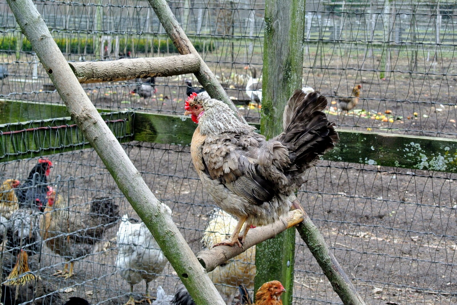 MSL Season 6 Episode 374V