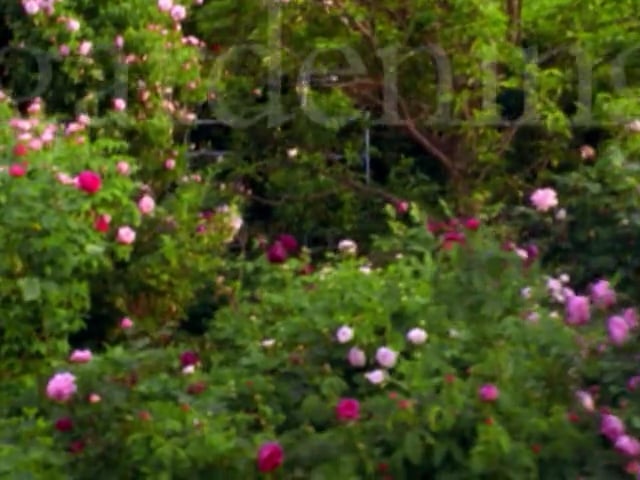 MSL Season 5 Episode 223V