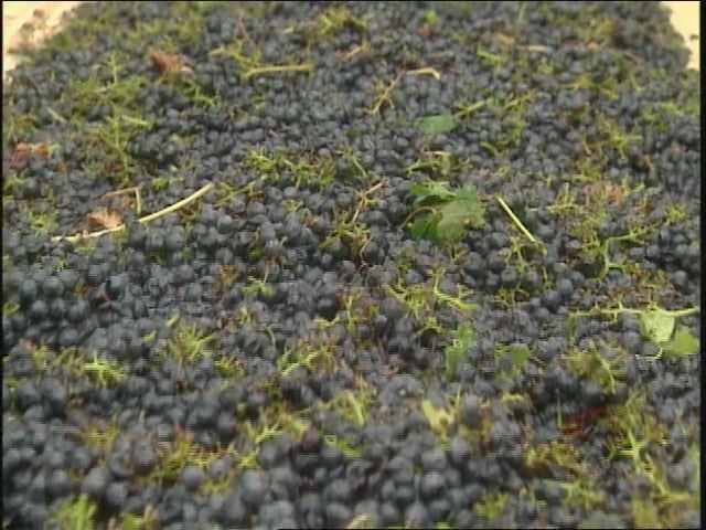 MSL Season 11 Episode 115V