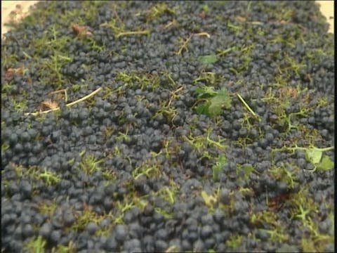 MSL Season 11 Episode 115V