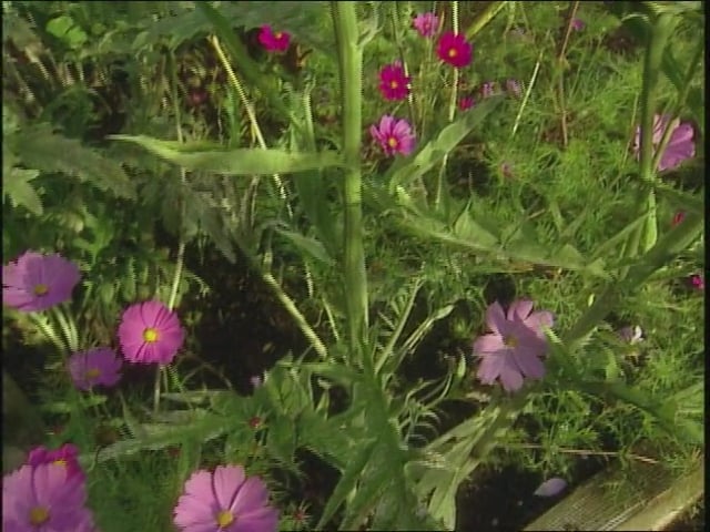 MSL Season 11 Episode 042V