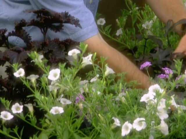 MSL Season 6 Episode 371V