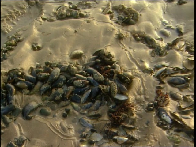 MSL Season 10 Episode 463V