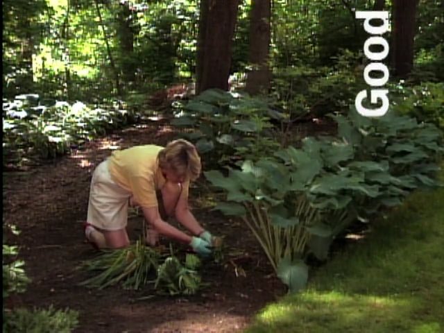 MSL Season 1 Episode 29V