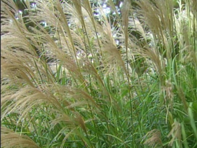 MSL Season 3 Episode 07V