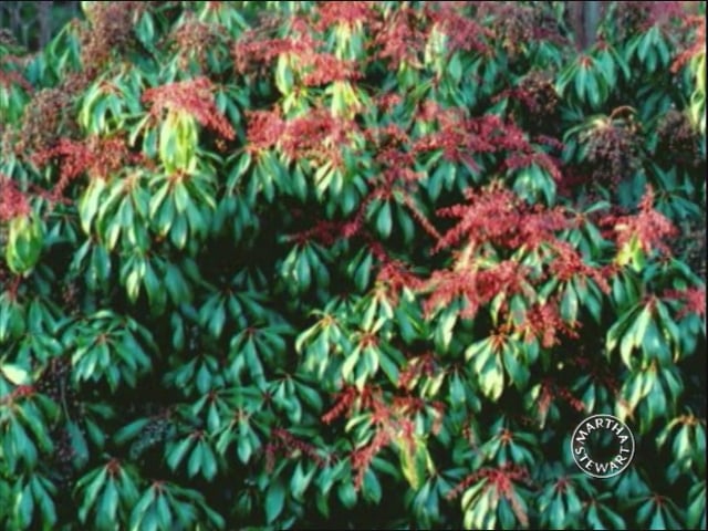 MSL Season 11 Episode 192V