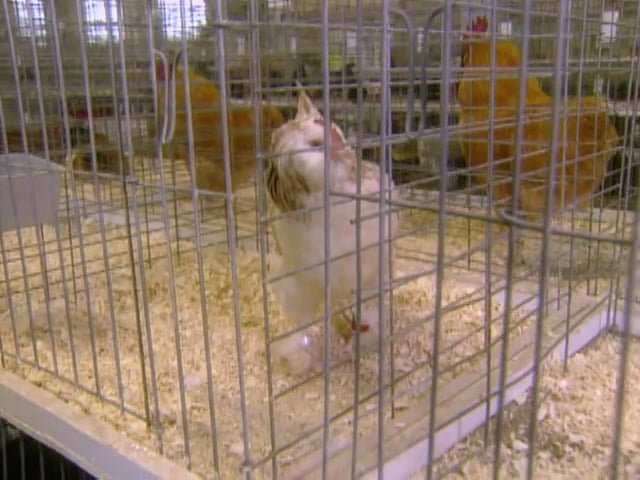 MSL Season 5 Episode 024V