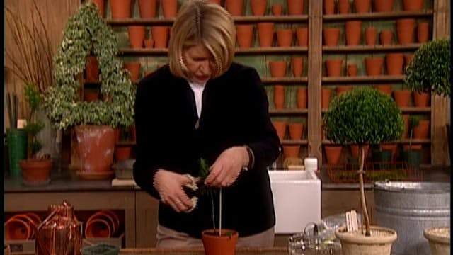 MSL Season 8 Episode 231V