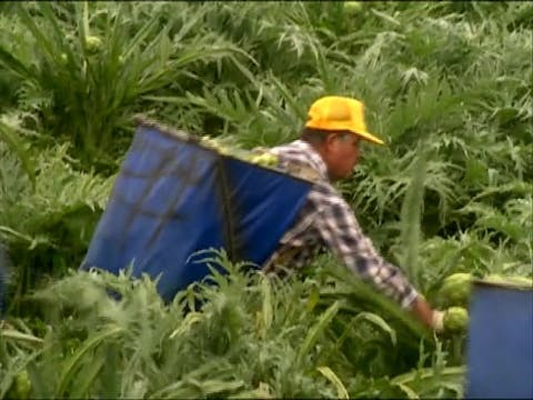 MSL Season 8 Episode 353V