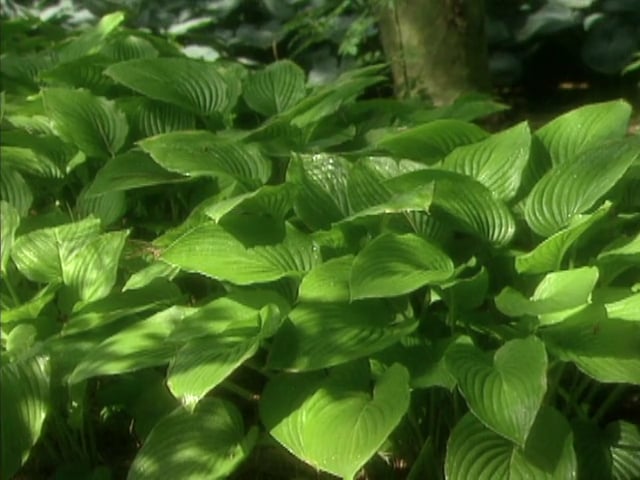 MSL Season 4 Episode 01V