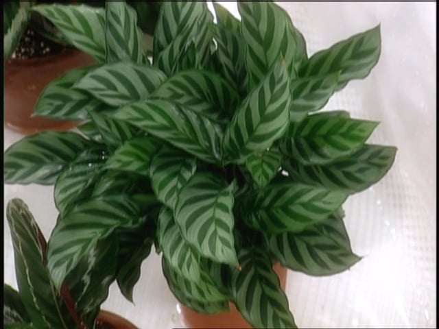 MSL Season 9 Episode 043V