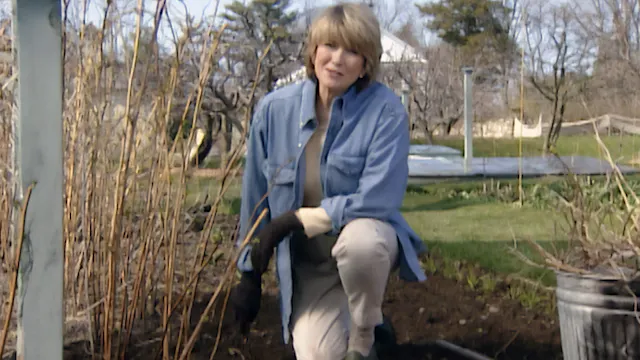 MSL S4 E29 Bare Root Roses, Container...