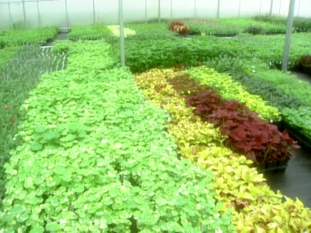 MSL Season 5 Episode 455V